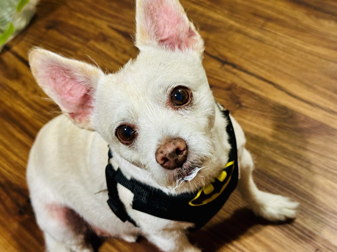 Pepe, our beloved rescue